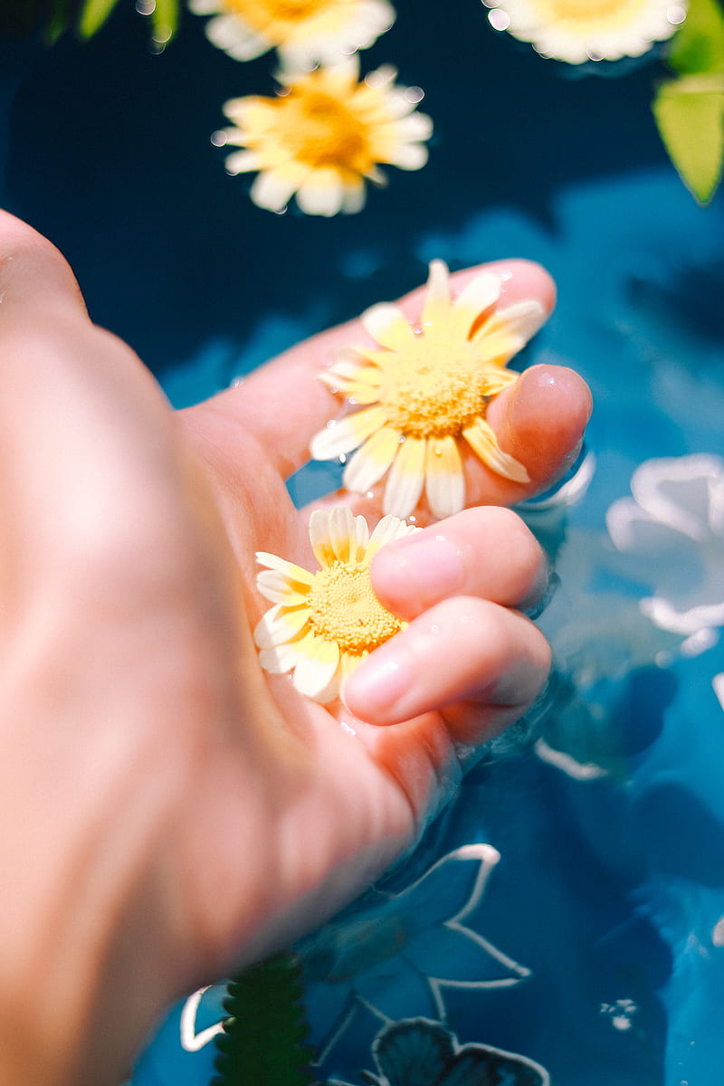 Person Holding White and Yellow Flower, HD phone wallpaper