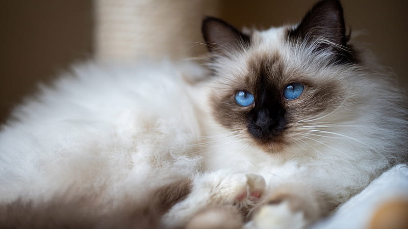 Blue Eyes Black White Cat With Stare Look Cat, HD wallpaper | Peakpx