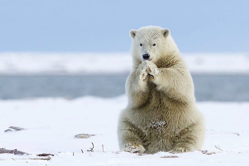Polar Bear Praying That Global Warming will Stop, praying, nature, snow, polar bear, HD wallpaper