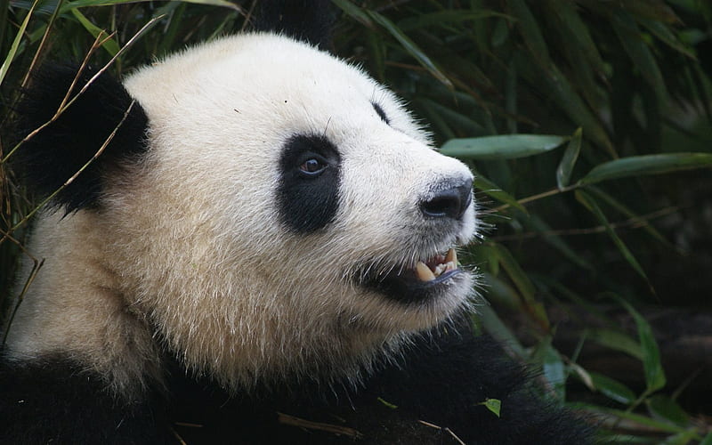 panda, cute animals, zoo, bears, HD wallpaper