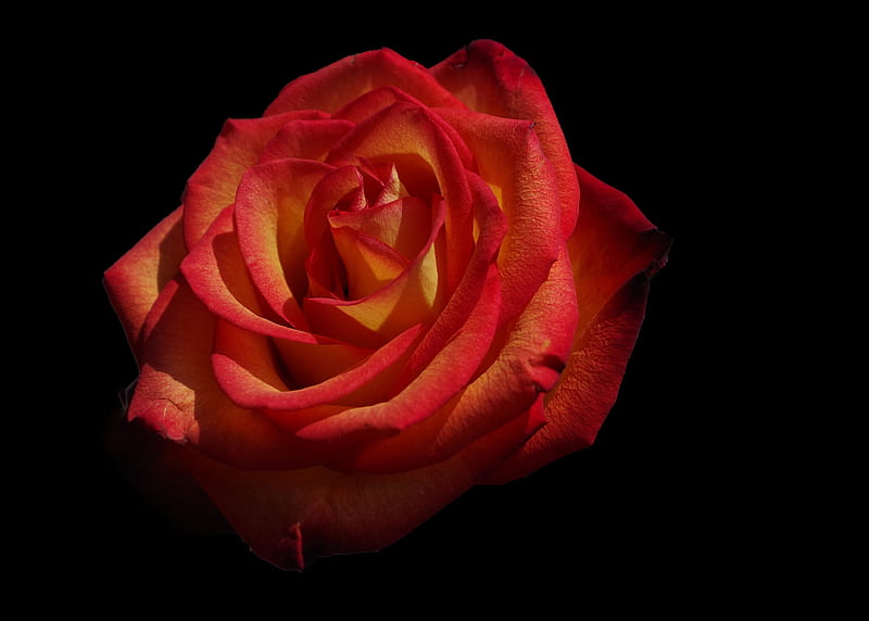rose, flowers, petals, red, HD wallpaper