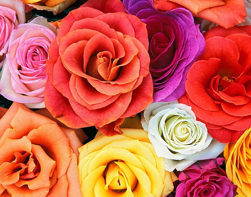 Roses, red, colorful, congratulations, orange, yellow, bonito, tea, women, lovingly, blossom, nice, symbol, love, flowers, beauty, celebrated, pink, friends, blue, amazing, romance, celebration, colors, delicacy, cool, purple, heart, awesome, tribute, nature, white, HD wallpaper