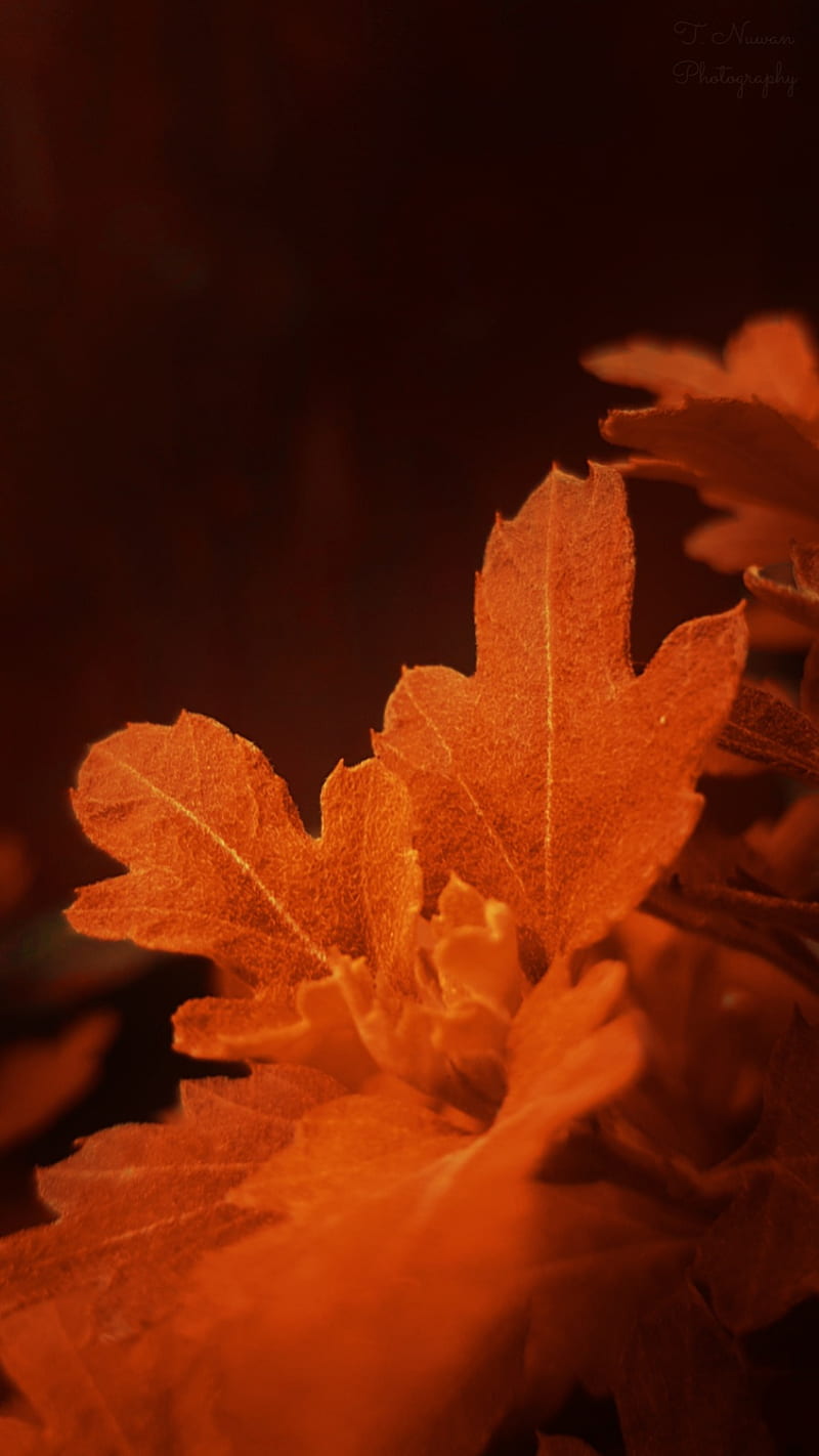 Orage Leaf, autumn, leaf, monochrome, nature, orange, sri lanka, HD phone wallpaper