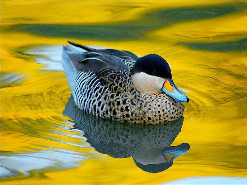 Pretty Blue Bill Duck, gold, duck, amber, beak, bill, lake, blue, HD wallpaper