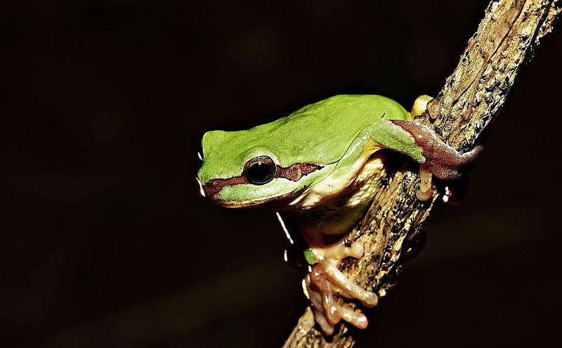 Frog on Tree, frog, tree, looking, branch, HD wallpaper