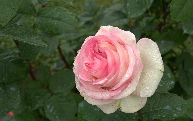 A rose dedicated to Talana, innocence, elegance, joy, friendship, HD wallpaper