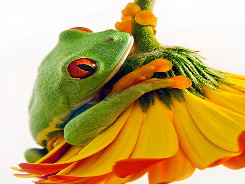 my beautiful prince, yellow, gerber, frog, green, HD wallpaper