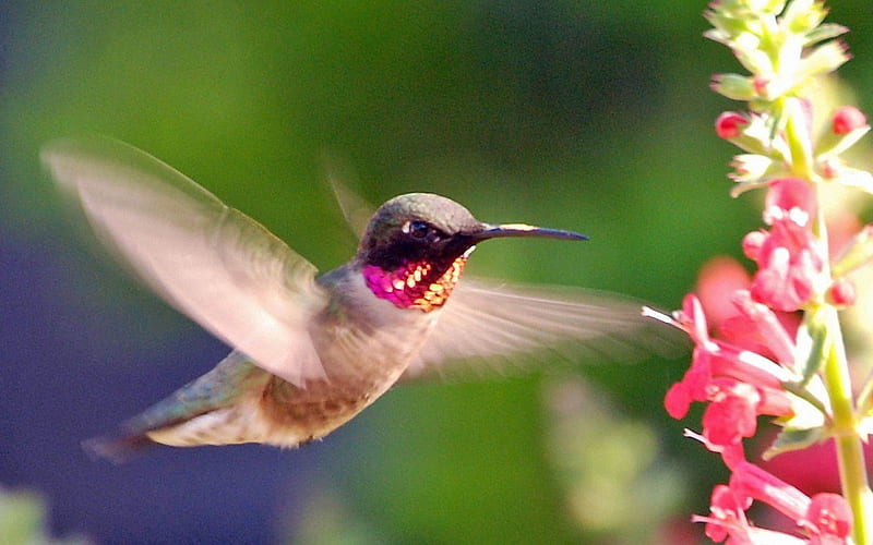 pink hummingbird-Animal graphy, HD wallpaper