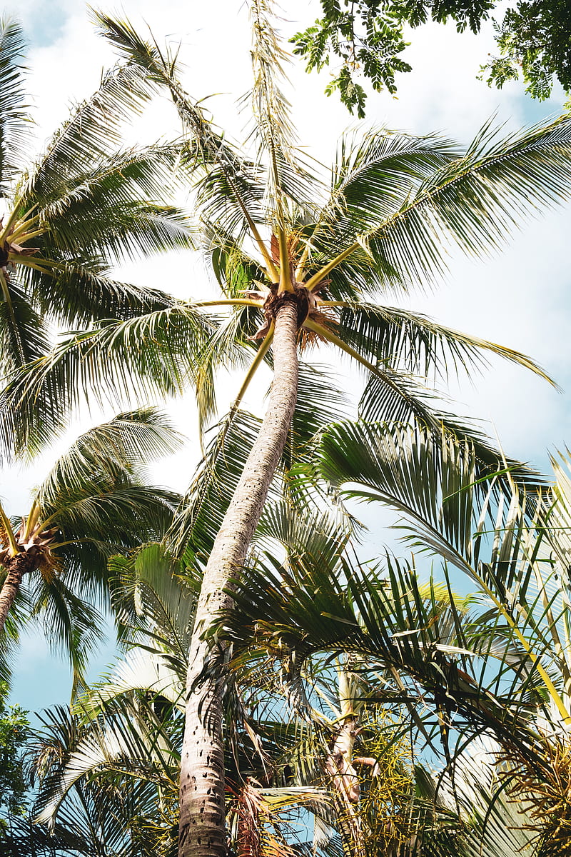 palm, tree, branches, leaves, tropics, HD phone wallpaper