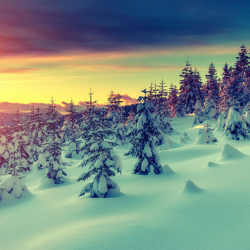 Winter, nature, snow landscape, sunset, trees, HD phone wallpaper | Peakpx