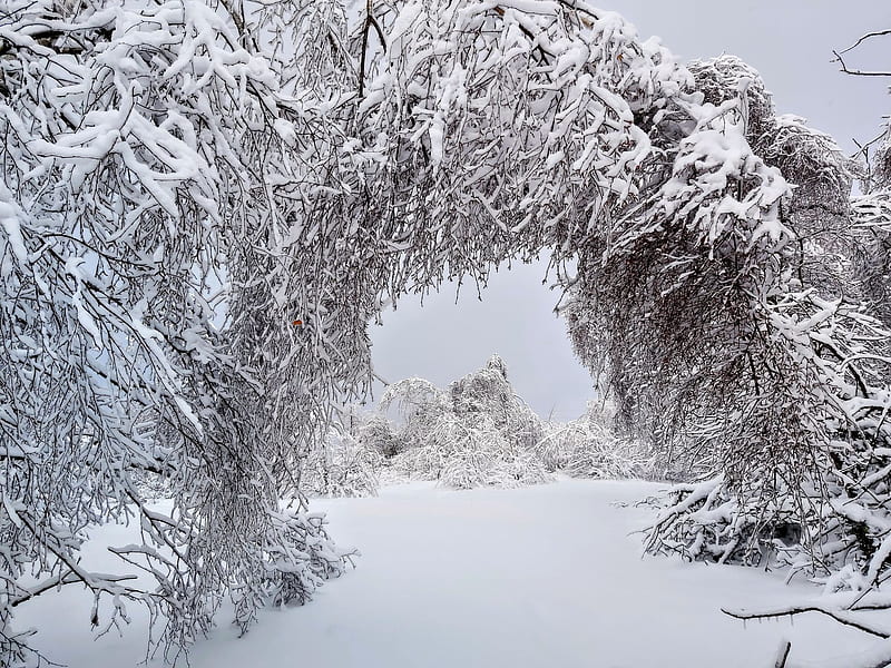 lovely ice trees, Trees, Snow, Heart, Winter, HD wallpaper lovely ice trees, Trees, Snow, Heart, Winter, HD wallpaper