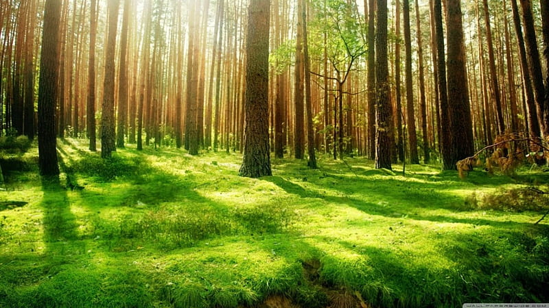 Green forest, forest, 1366x768, green, HD wallpaper