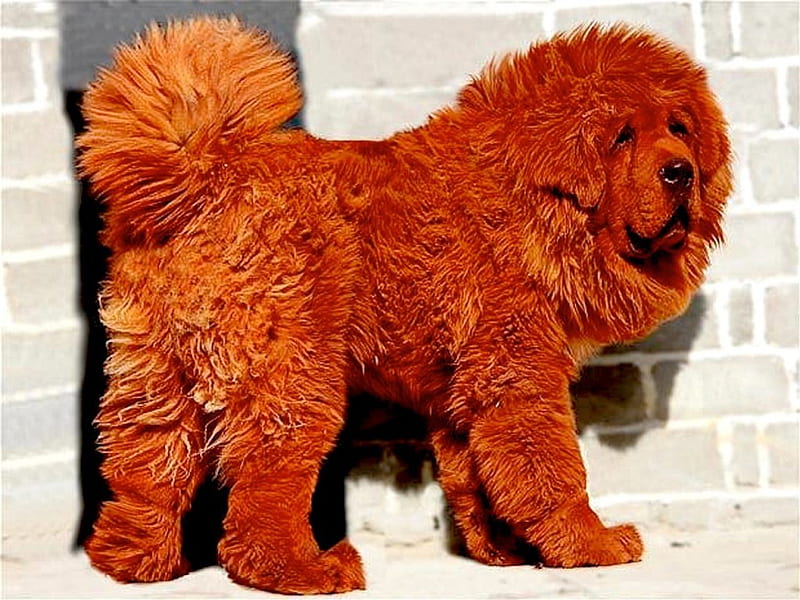 Red Tibetan Mastiff, red, china, mastiff, lion, thick, mountains, guard, tibet, protect, fur, dog, HD wallpaper