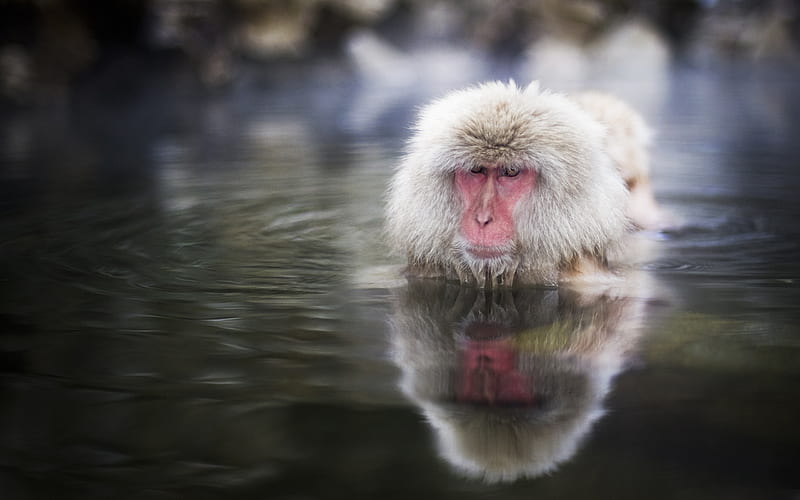 Japanese Macaque, monkey, japan, water, primates, bonito, macaque, animals,  HD wallpaper | Peakpx