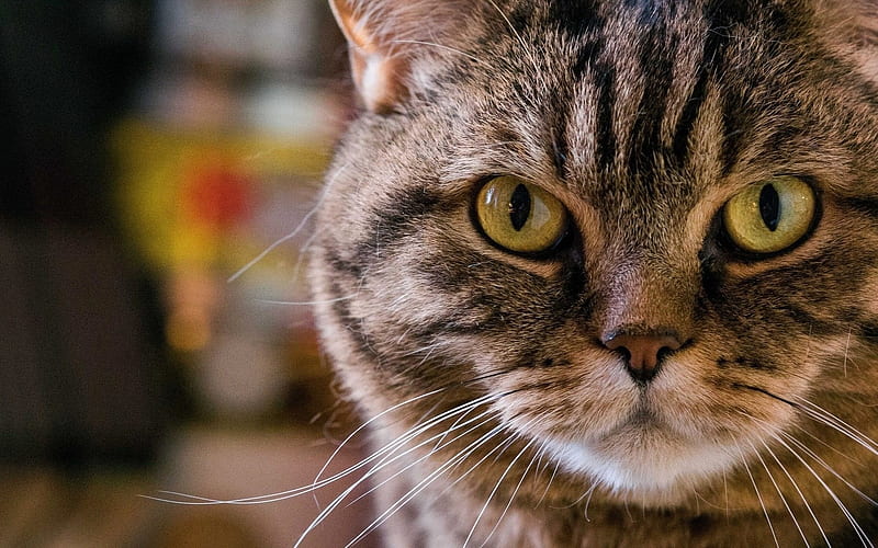 pet, portrait of cat, HD wallpaper