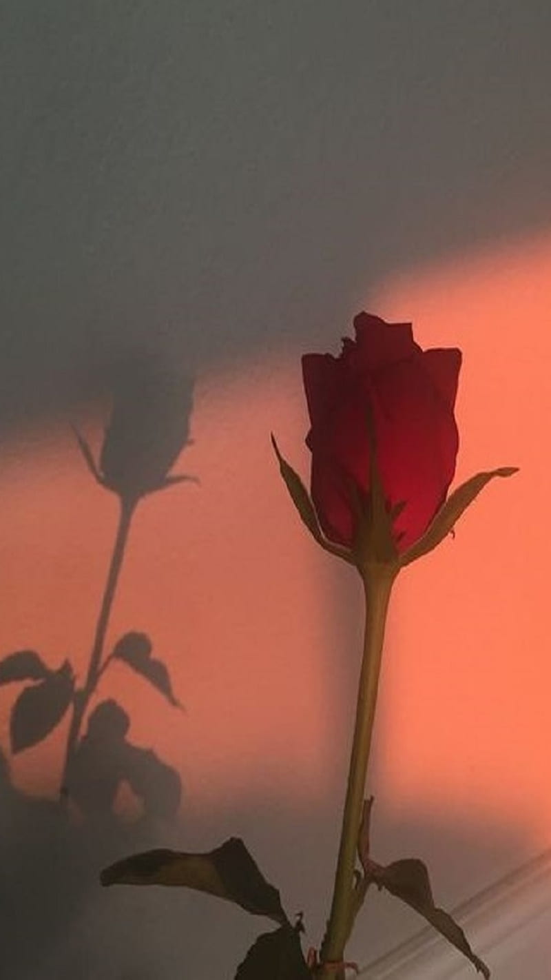 Roses, flowers, shadow, HD phone wallpaper | Peakpx