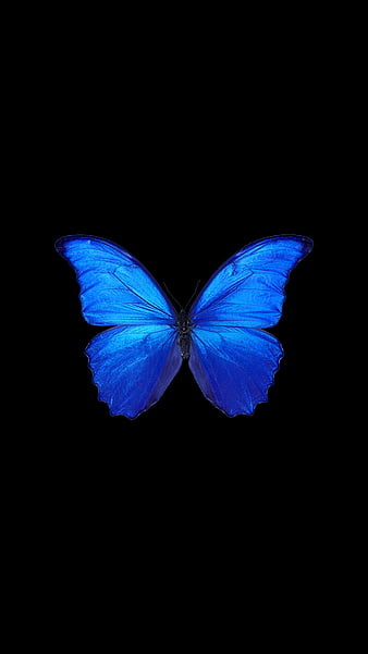 Dark blue butterfly HD wallpapers  Pxfuel