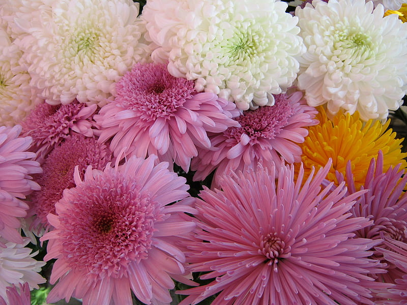 Pretty Pink/White Mums, perennials, flowers, nature, mums, pink, white, chryasanthemums, pretty, Fall, autumn, HD wallpaper