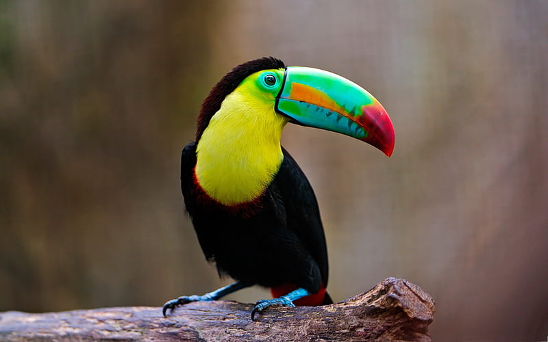 Toucan, colorful birds, Ramphastos toco, zoo, bokeh, Toco Toucan, HD wallpaper