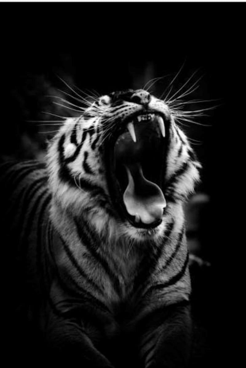 Black And White Tigers Wallpapers  Wallpaper Cave