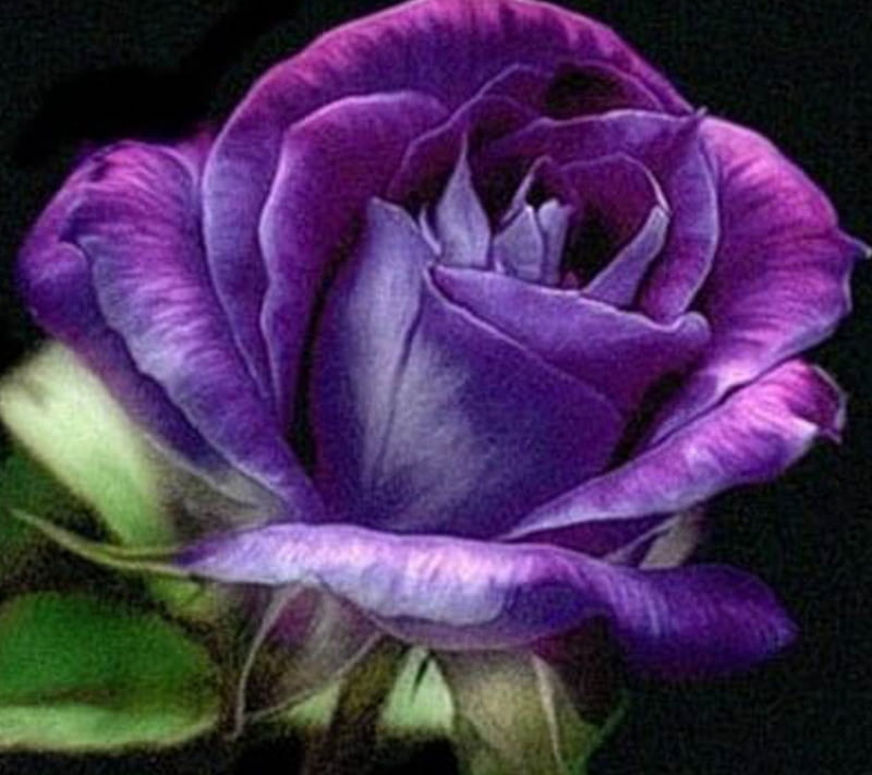 Purple Rose, thorns, leaves, roses, stem, HD wallpaper