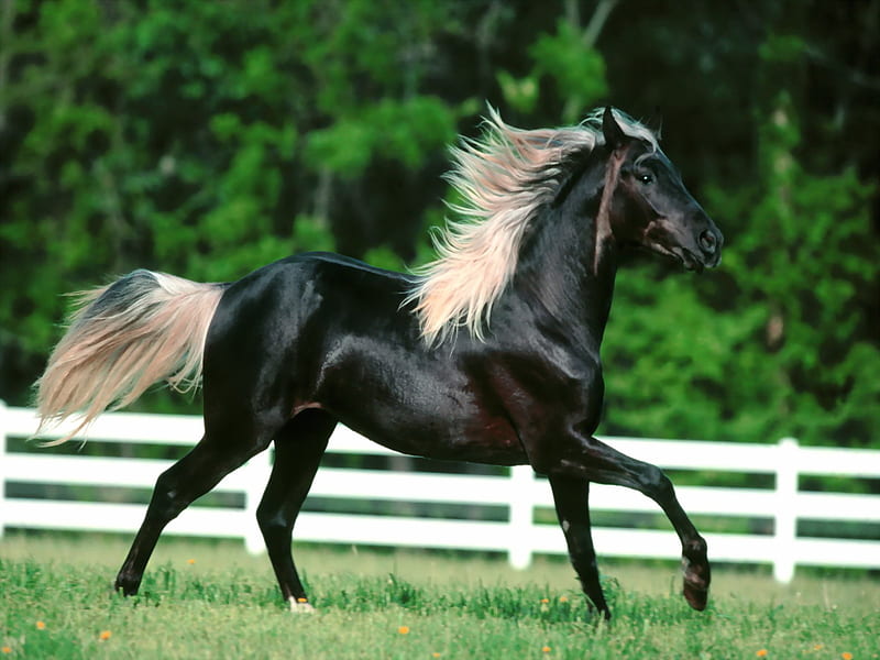 skipping horse, black, whitetail, whitemane, HD wallpaper