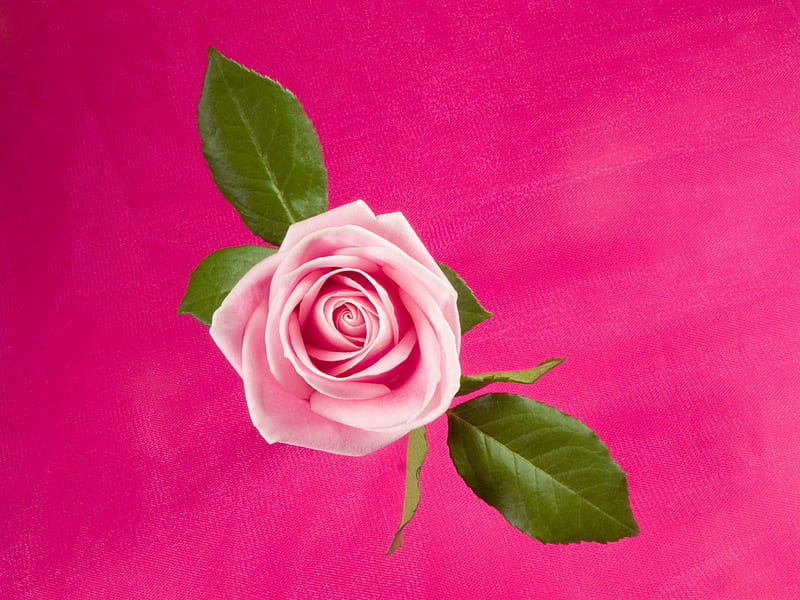 Rose in deep pink, 3d, rose, flower, nature, pink, HD wallpaper | Peakpx