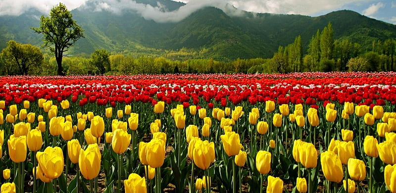 Indira Gandhi Tulip Garden, Tulip Farm, HD wallpaper
