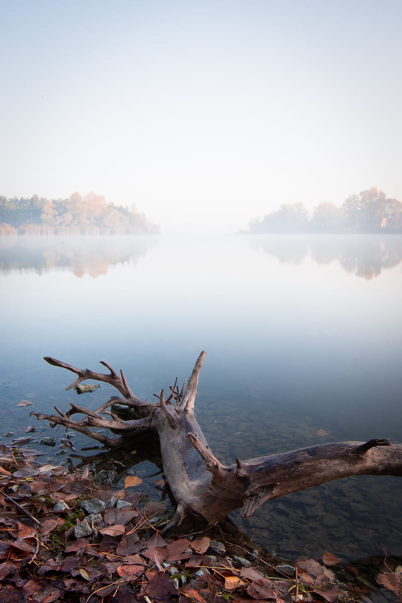 lake, fog, water, driftwood, shore, HD phone wallpaper