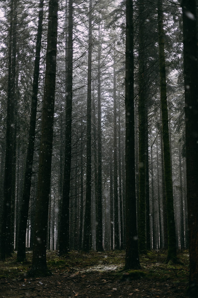 forest, trees, pines, snow, HD phone wallpaper