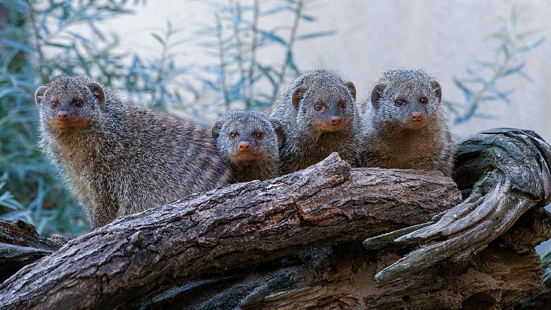 Banded Mongoose Photos, Banded Mongoose Images, Nature Wildlife Pictures |  NaturePhoto