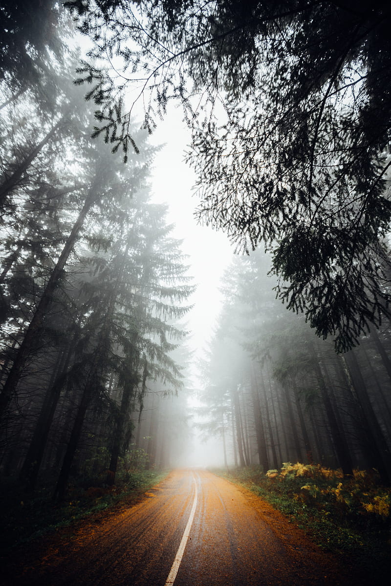 road in woods with fogs overhead at daytime, HD phone wallpaper