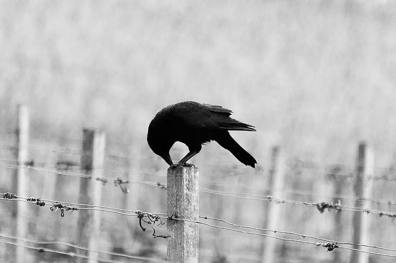 black bird perching on white wooden post, HD wallpaper