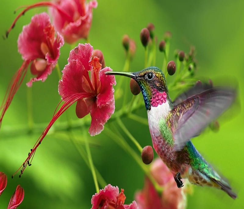 Humming Bird, animals, flowers, HD wallpaper