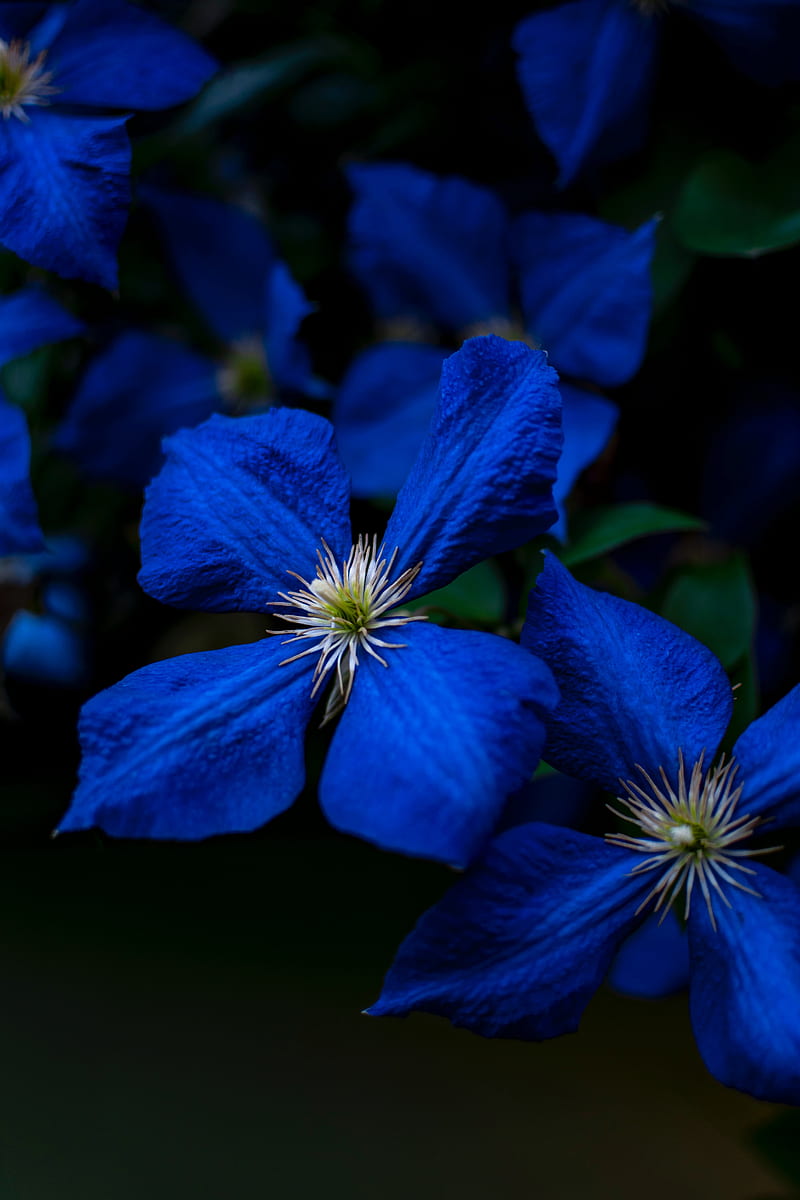flowers, blue, closeup, flowering, plant, HD phone wallpaper