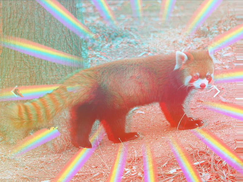 Panda rojo 2, animales, anime, lindas, fortnite, cansado, Fondo de pantalla  HD | Peakpx