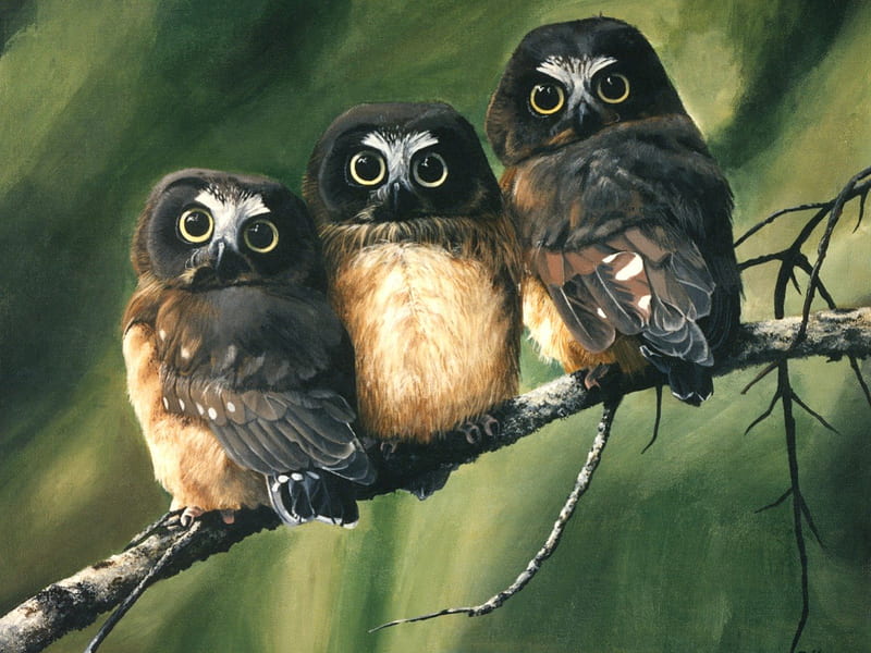 3 Owls, art, tree branch, HD wallpaper