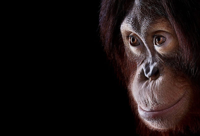 orangotang, primate, monkey, black, HD wallpaper