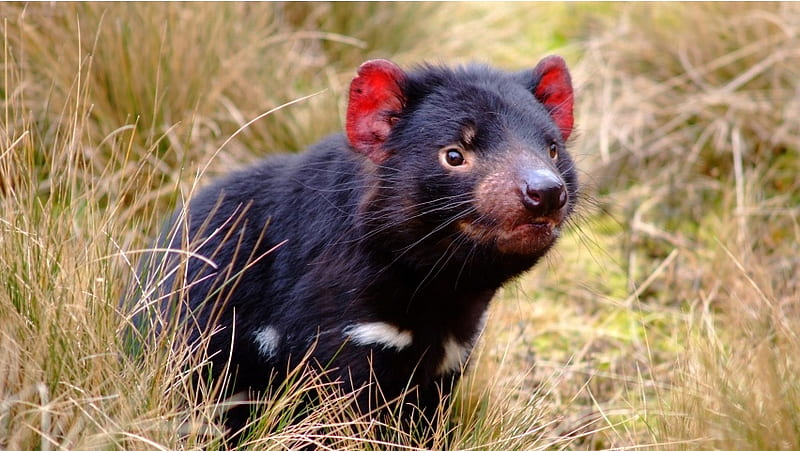 Tasmanian Devil, HD wallpaper