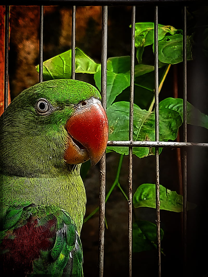 Caged, animals, birds, cute, green, latest, nature, parrot ...
