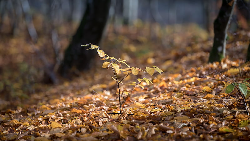 Earth, Fall, Foliage, Sprout, HD wallpaper