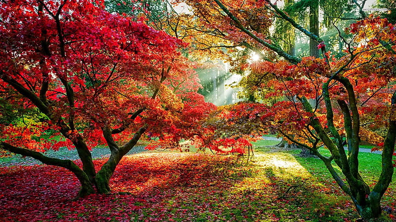 Colorful Leafed Trees With Sunbeam During Daytime Nature, HD wallpaper