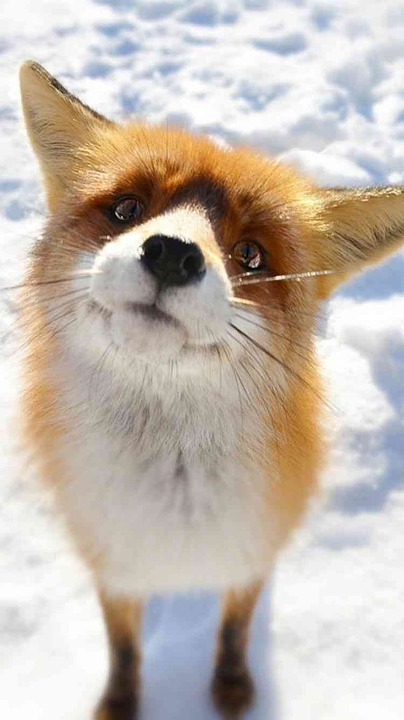 Fox Sitting On Snow, animal, fur, HD phone wallpaper
