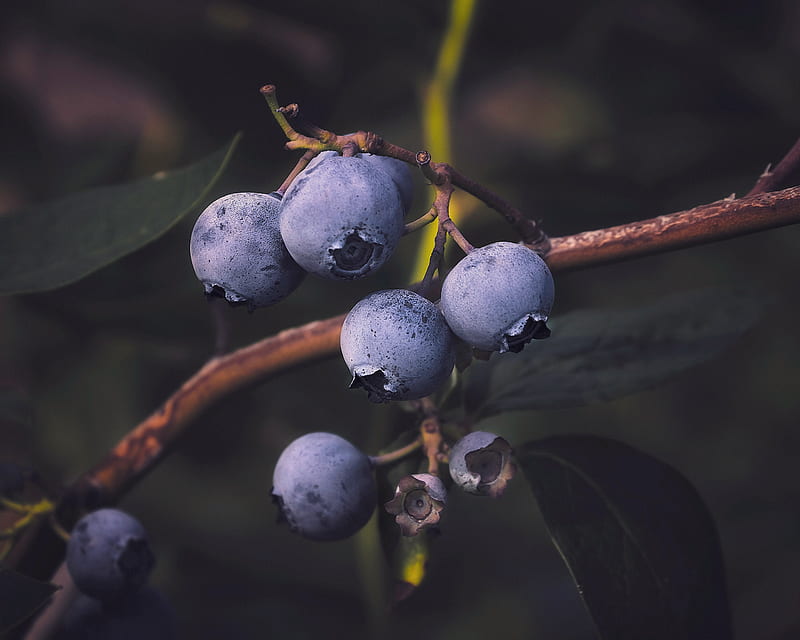 blueberries, berry, branch, HD wallpaper