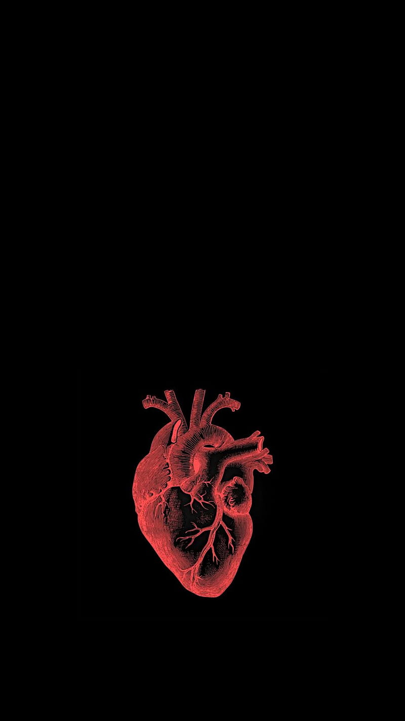 Red Heart, anatomical heart, love, magenta, medical, physiology, health, cardiologist, medical school, cardiology, doctor, fit, mbbs, fitness, HD phone wallpaper