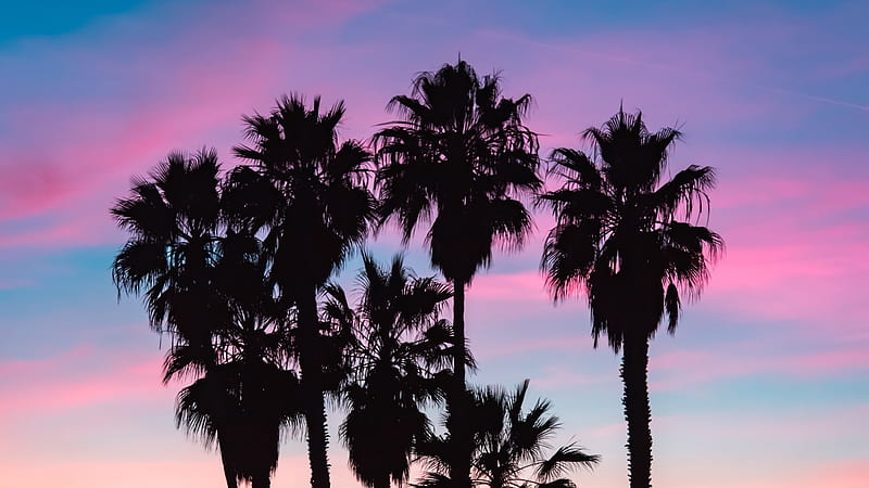 Palm Trees Treetops Dark Sky Twilight 4k Wallpaper