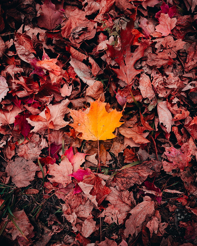 maple, leaves, grass, autumn, macro, HD phone wallpaper