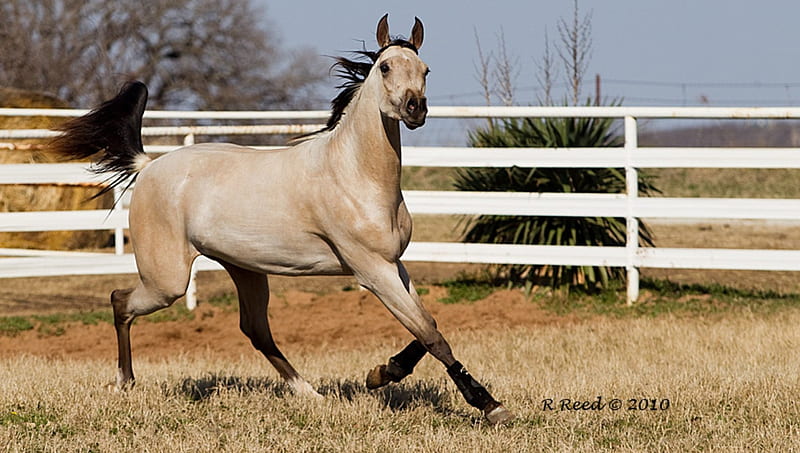 Buckskin Horse in a Pasture, stallion, gray horses, nature, mare, horse, animals, arabian, HD wallpaper