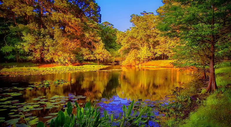 Autumn lake, forest, fall, autumn, bonito, trees, lake, foliage, pond ...