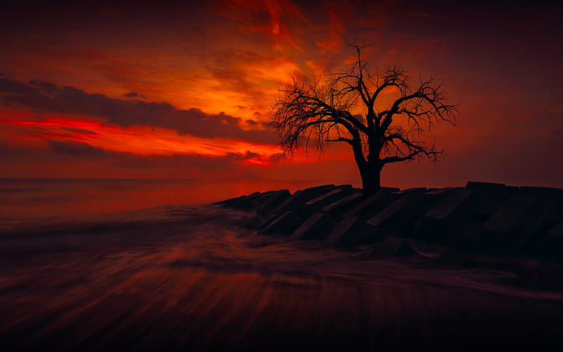 Lonely Tree, trees, nature, HD wallpaper